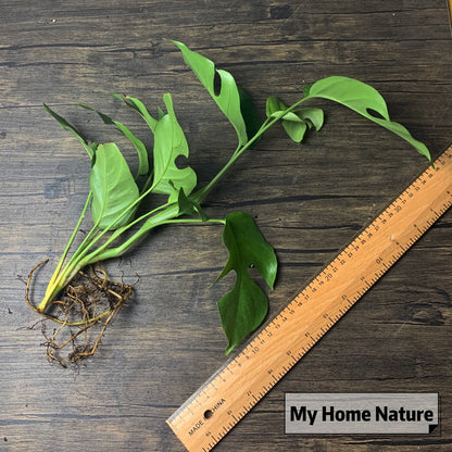 Mini Monstera ( Rhaphidophora tetrasperma )