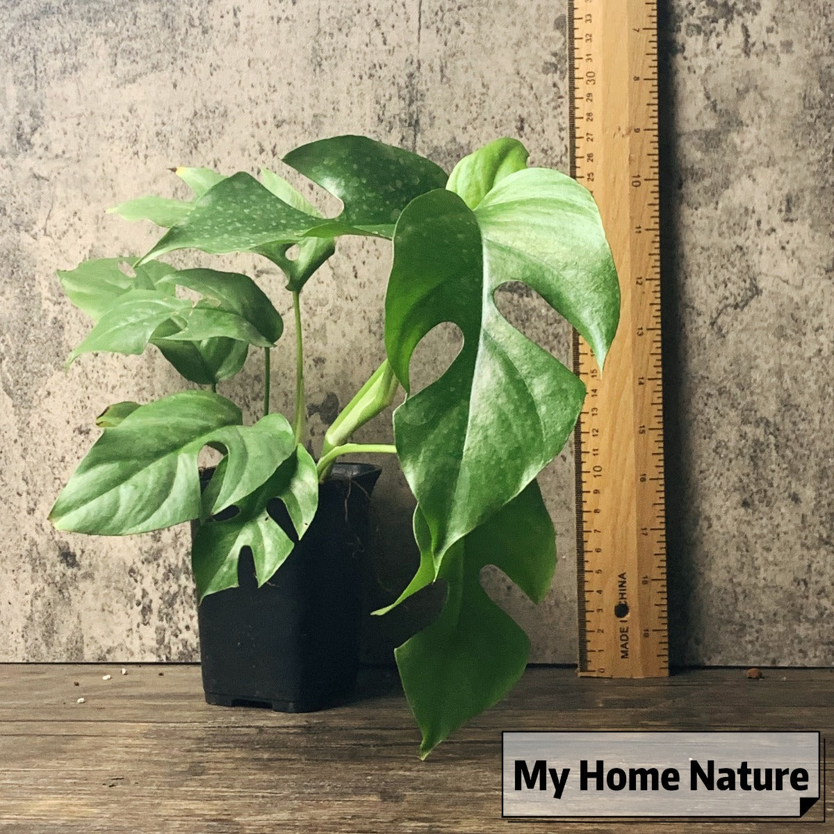 Mini Monstera ( Rhaphidophora tetrasperma )