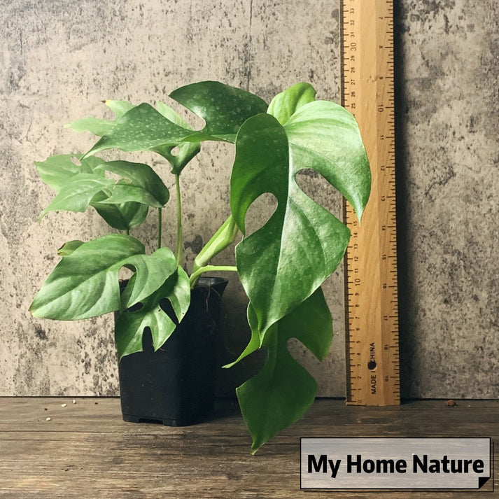 Mini Monstera ( Rhaphidophora tetrasperma ) for Sale | My Home Nature