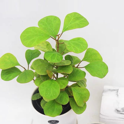 Mistletoe Fig  (Ficus deltoidea gold)