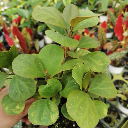 Mistletoe Fig  (Ficus deltoidea gold)