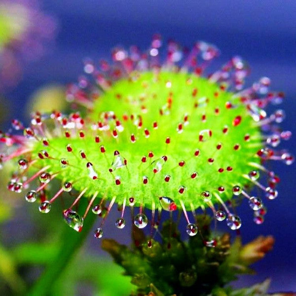 Sundews ( Drosera Prolifera )