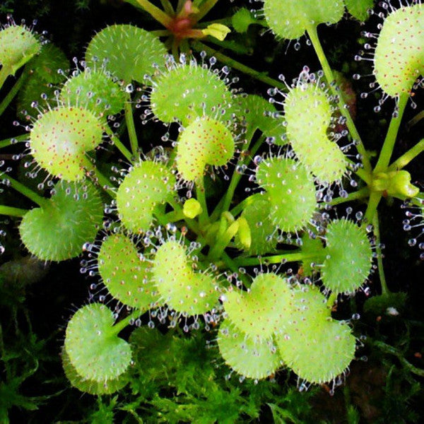 Sundews ( Drosera Prolifera )