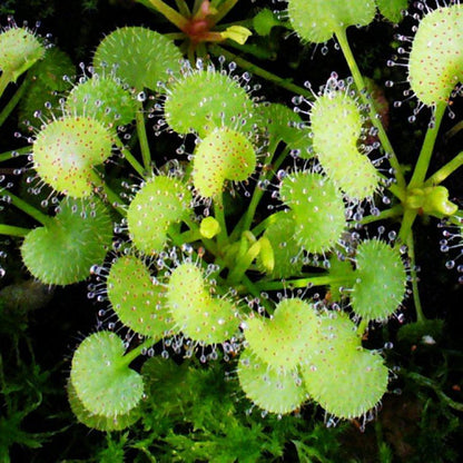 Sundews ( Drosera Prolifera )