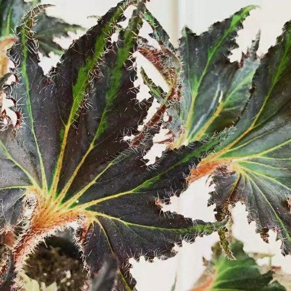 Begonia 'Break Dance'