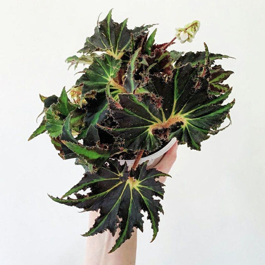 Begonia 'Break Dance'