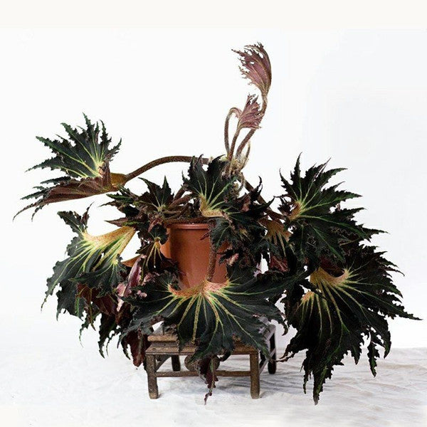 Begonia 'Break Dance'