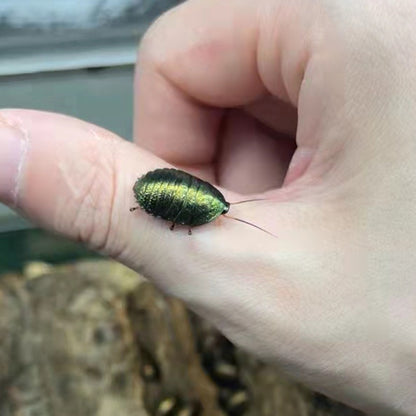 Asian Emerald Roach (Pseudoglomeris beybienkoi)
