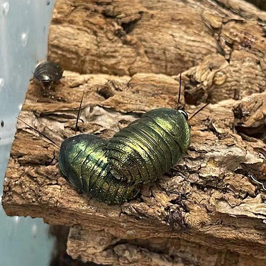 Asian Emerald Roach (Pseudoglomeris beybienkoi)