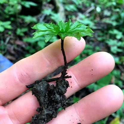Umbrella Moss (Rhodobryum giganteum)