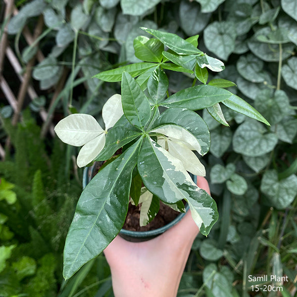 money tree for sale Money Tree Variegated ( Pachira aquatica )