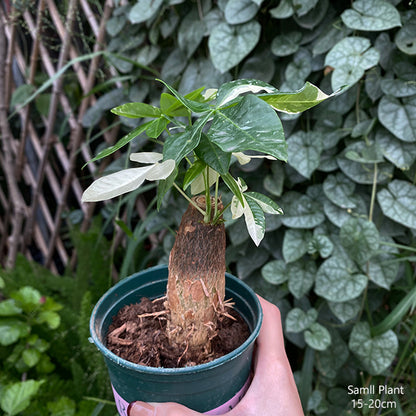 variegated money tree Money Tree Variegated ( Pachira aquatica ) for Sale