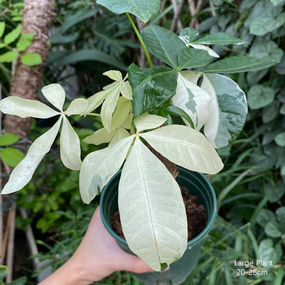 variegated money tree plant Money Tree Variegated ( Pachira aquatica ) for Sale