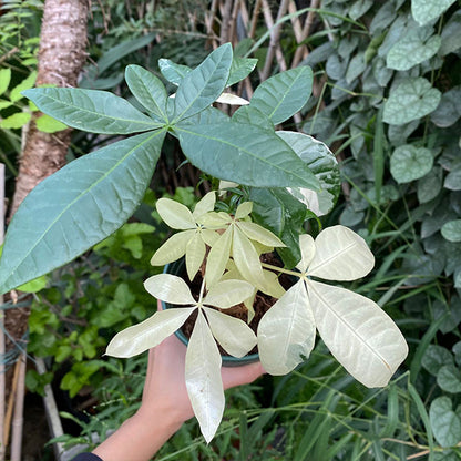 silk money tree plant Money Tree Variegated ( Pachira aquatica ) for Sale
