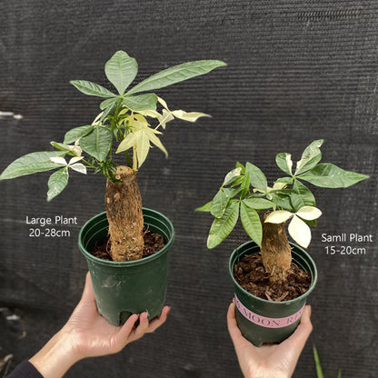 varigated money tree Money Tree Variegated ( Pachira aquatica ) for Sale