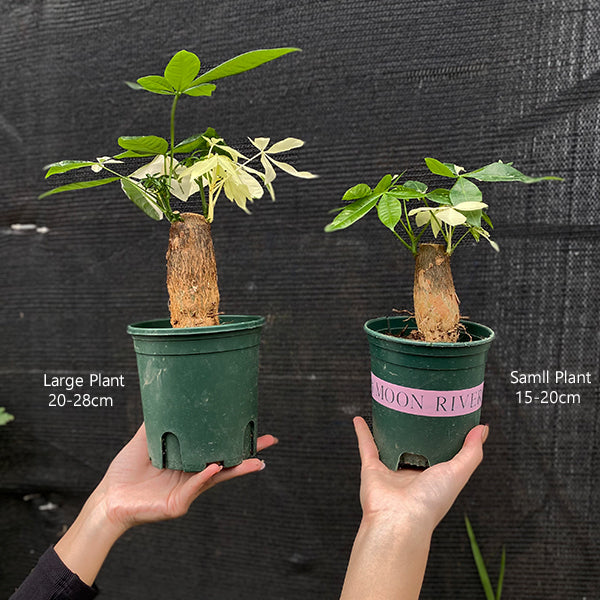 large pachira money tree Money Tree Variegated ( Pachira aquatica ) for Sale