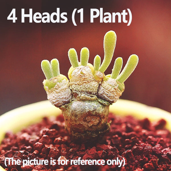 Monilaria obconica Rabbit Shape