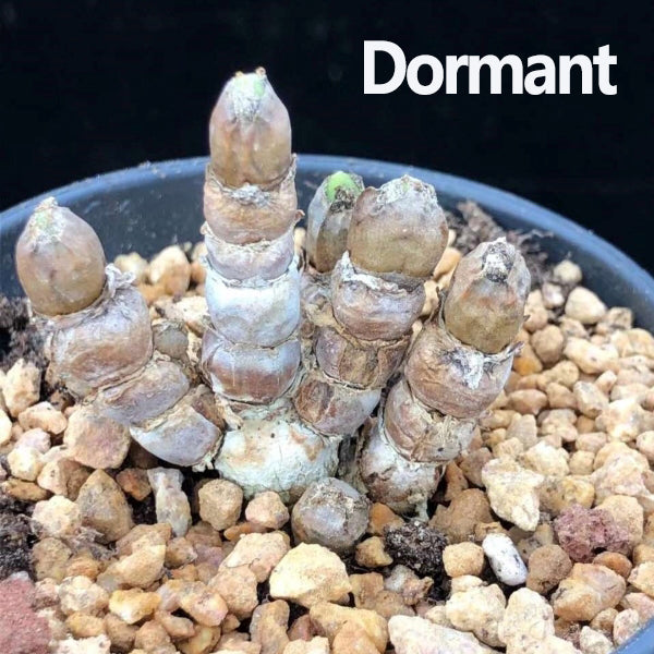 Monilaria obconica Rabbit Shape