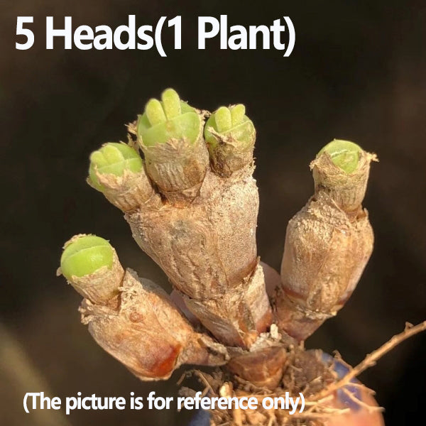 Monilaria obconica Rabbit Shape