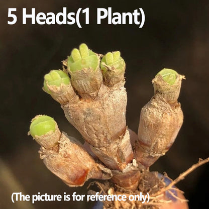 Monilaria obconica Rabbit Shape