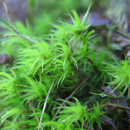 Mood Moss ( Dicranum Scoparium )