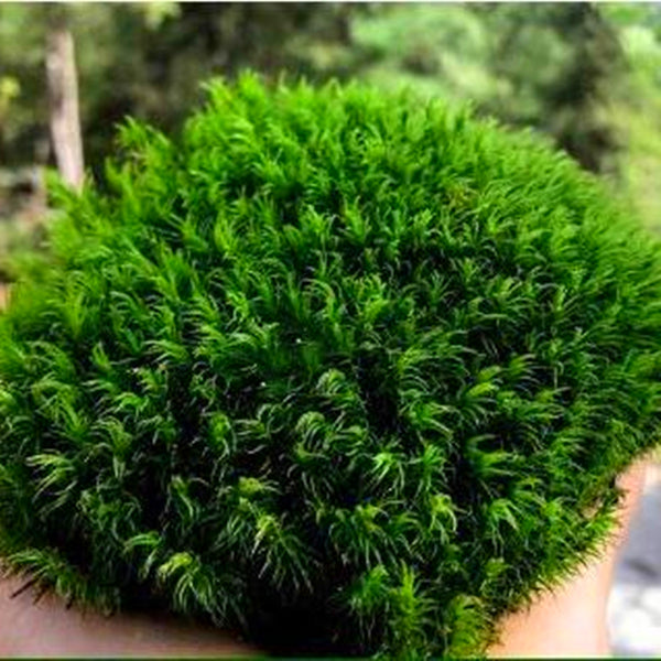 Mood Moss ( Dicranum Scoparium )