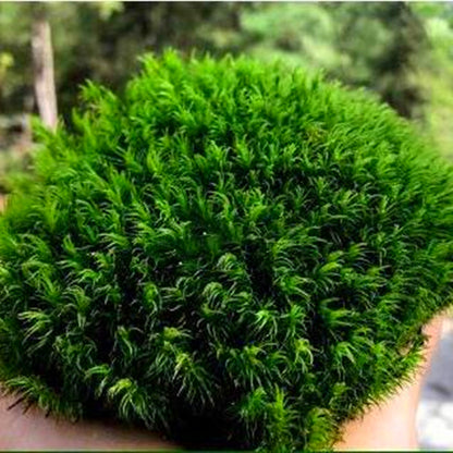 Mood Moss ( Dicranum Scoparium )