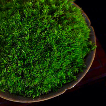 Mood Moss ( Dicranum Scoparium )