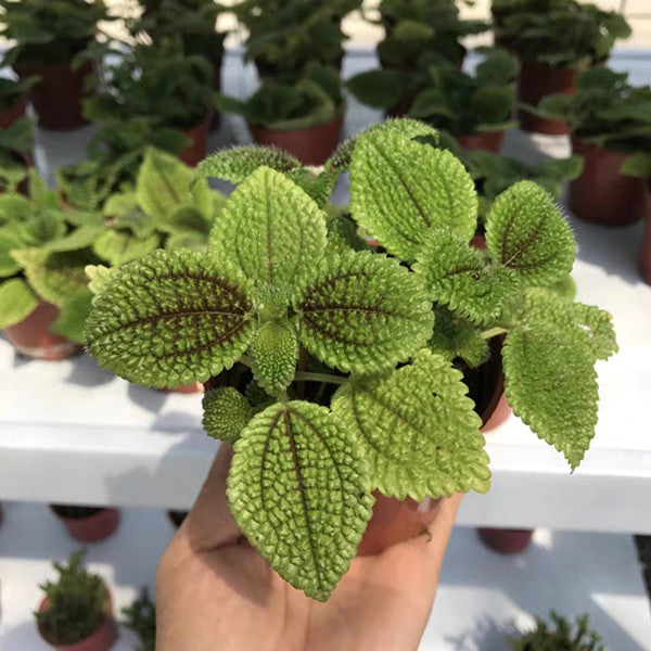 Moon Valley Pilea ( Pilea mollis )