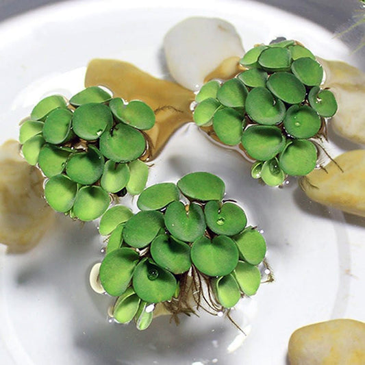 Salvinia cucullata