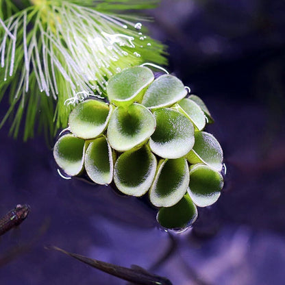 Salvinia cucullata
