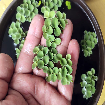 Salvinia cucullata
