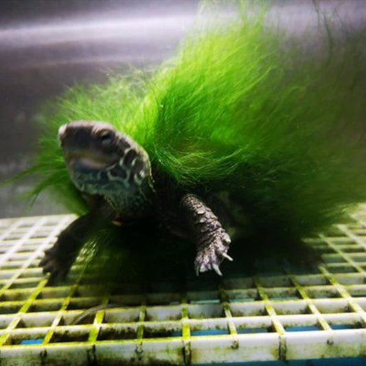 Moss Back Turtle - Red-eared Slider (Trachemys scripta elegans)