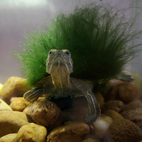 Moss Back Turtle - Red-eared Slider (Trachemys scripta elegans)