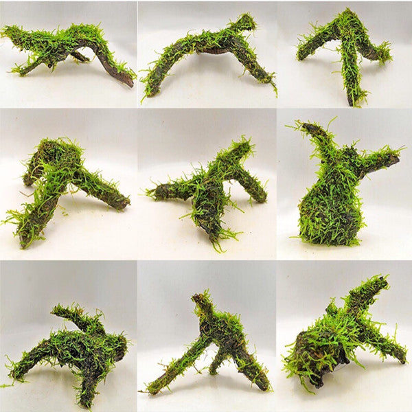 Moss on Driftwood