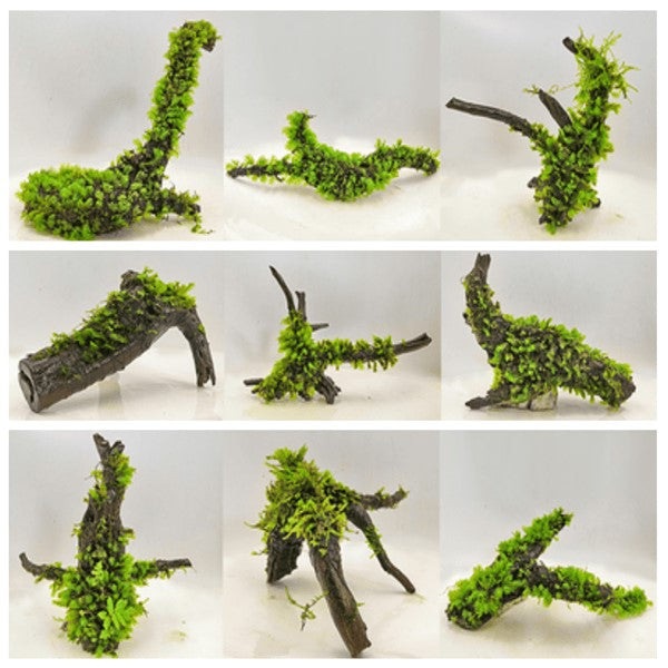 Moss on Driftwood