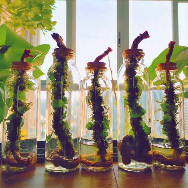 Moss Bottle