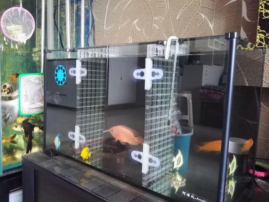 Multifunctional Aquarium Divider Mesh,Fish Breeder Net Separator for Aquarium