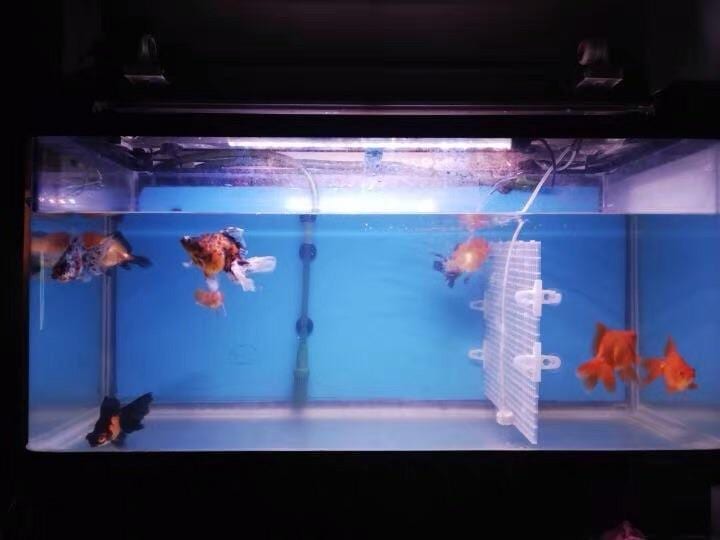 Multifunctional Aquarium Divider Mesh,Fish Breeder Net Separator for  Aquarium for Sale