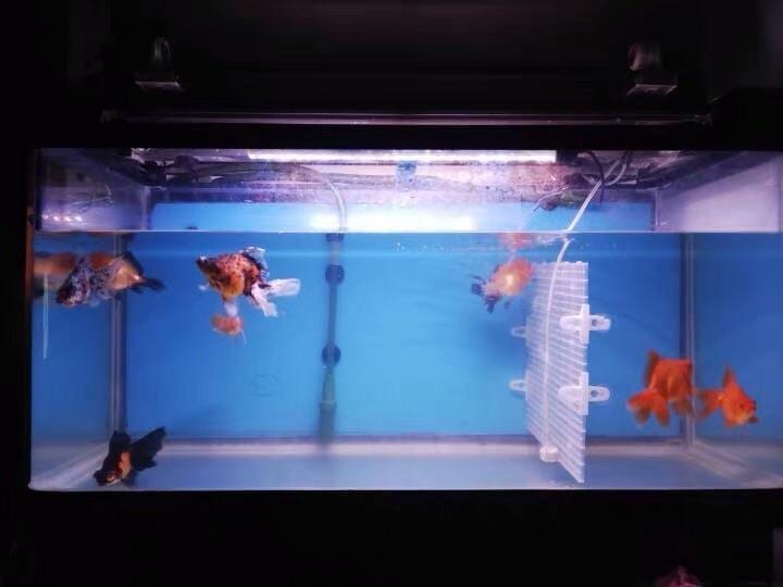 Aquarium Uses for Plastic Canvas (Mesh): Dividers and More - PetHelpful