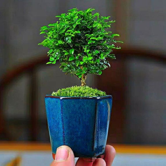 Murraya Microphylla Bonsai（Murraya microphylla）