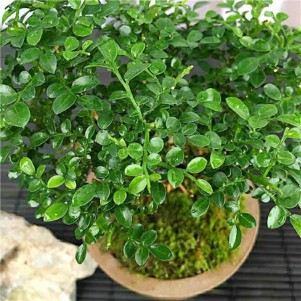 Murraya Microphylla Bonsai（Murraya microphylla）