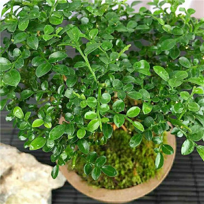 Murraya Microphylla Bonsai（Murraya microphylla）