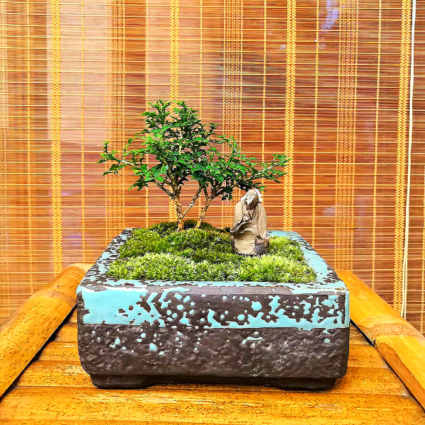 Murraya Microphylla Bonsai（Murraya microphylla）