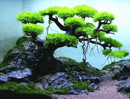 'Mushroom' Tree Moss