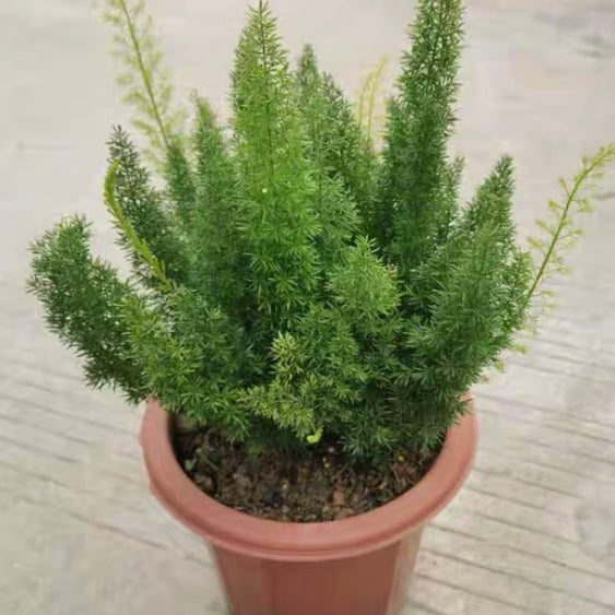 Myersii Foxtail Fern (Asparagus densiflorus)