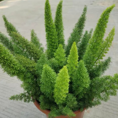 Myersii Foxtail Fern (Asparagus densiflorus)