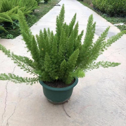 Myersii Foxtail Fern (Asparagus densiflorus)