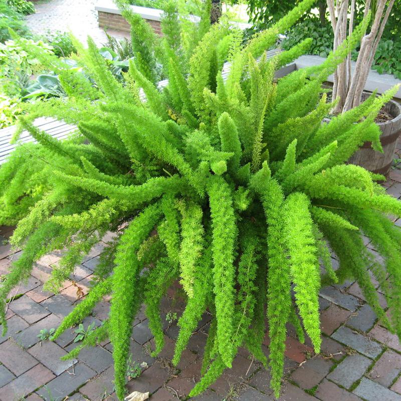 Myersii Foxtail Fern (Asparagus densiflorus)