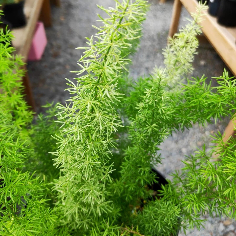 Myersii Foxtail Fern (Asparagus densiflorus)